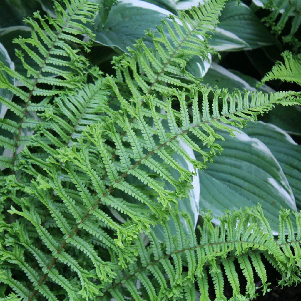 Dryopteris affinis Cristata - Wurmfarn