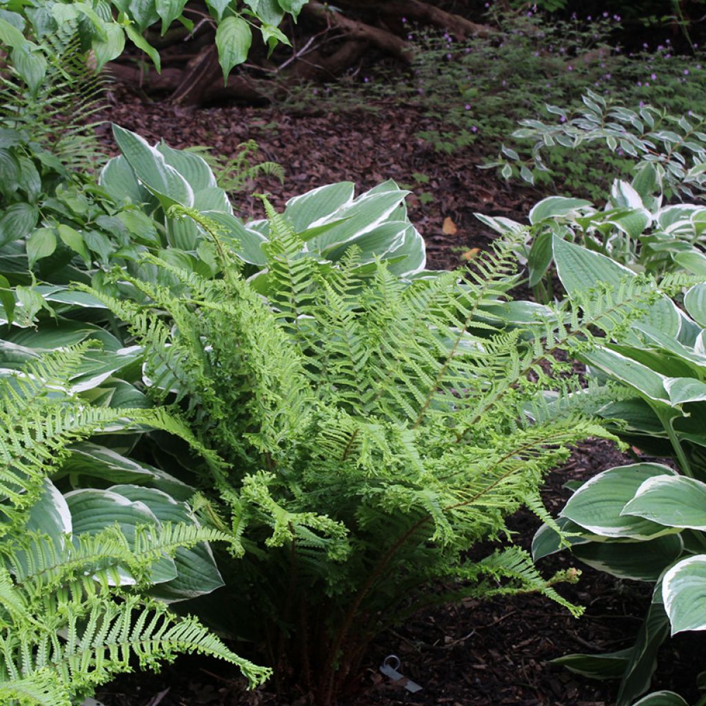 Dryopteris affinis Cristata - Wurmfarn