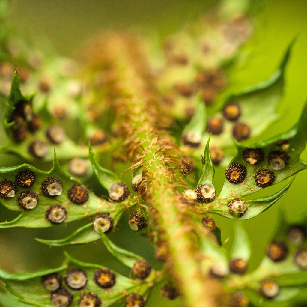 Dryopteris carthusiana - Fougère ou Dryoptéride des chartreux