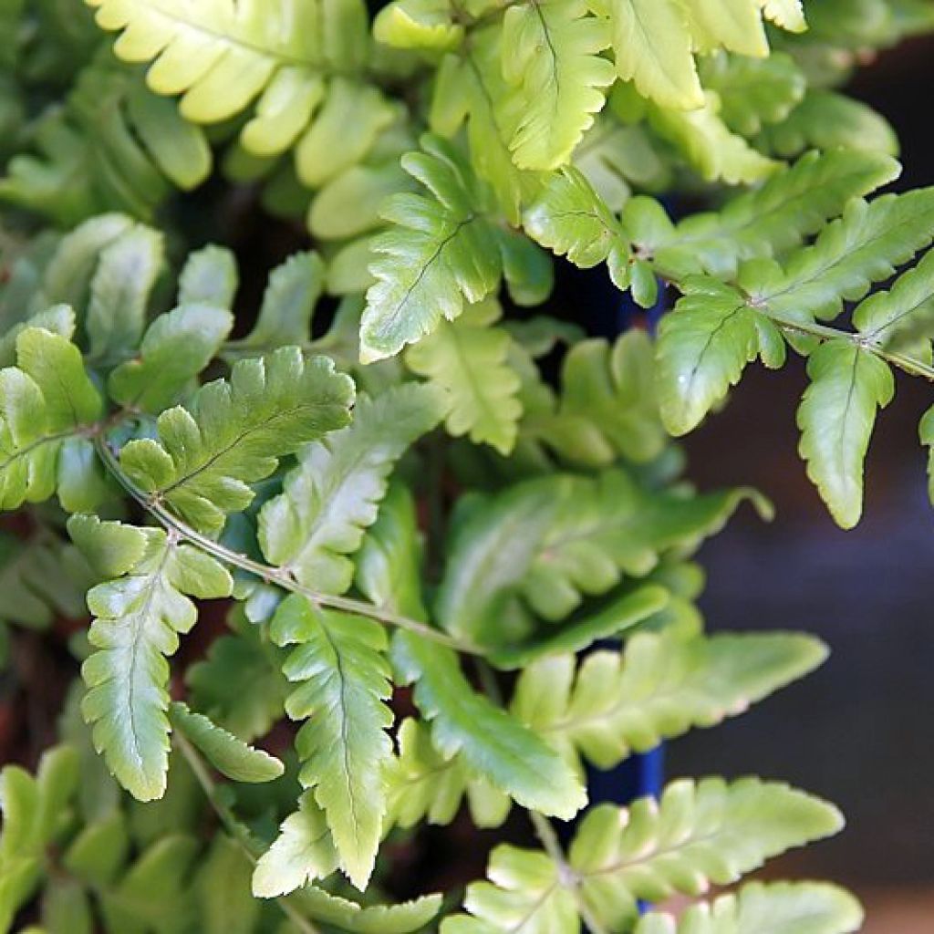 Dryopteris championii - Wurmfarn