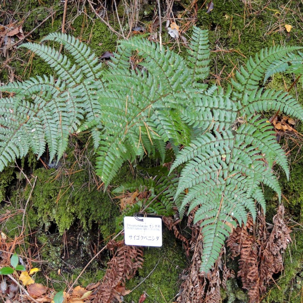 Dryopteris championii - Fougère persistante