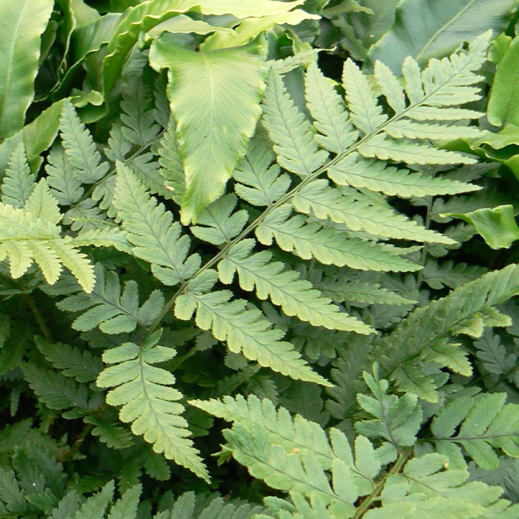 Dryopteris coreano-montana - Wurmfarn