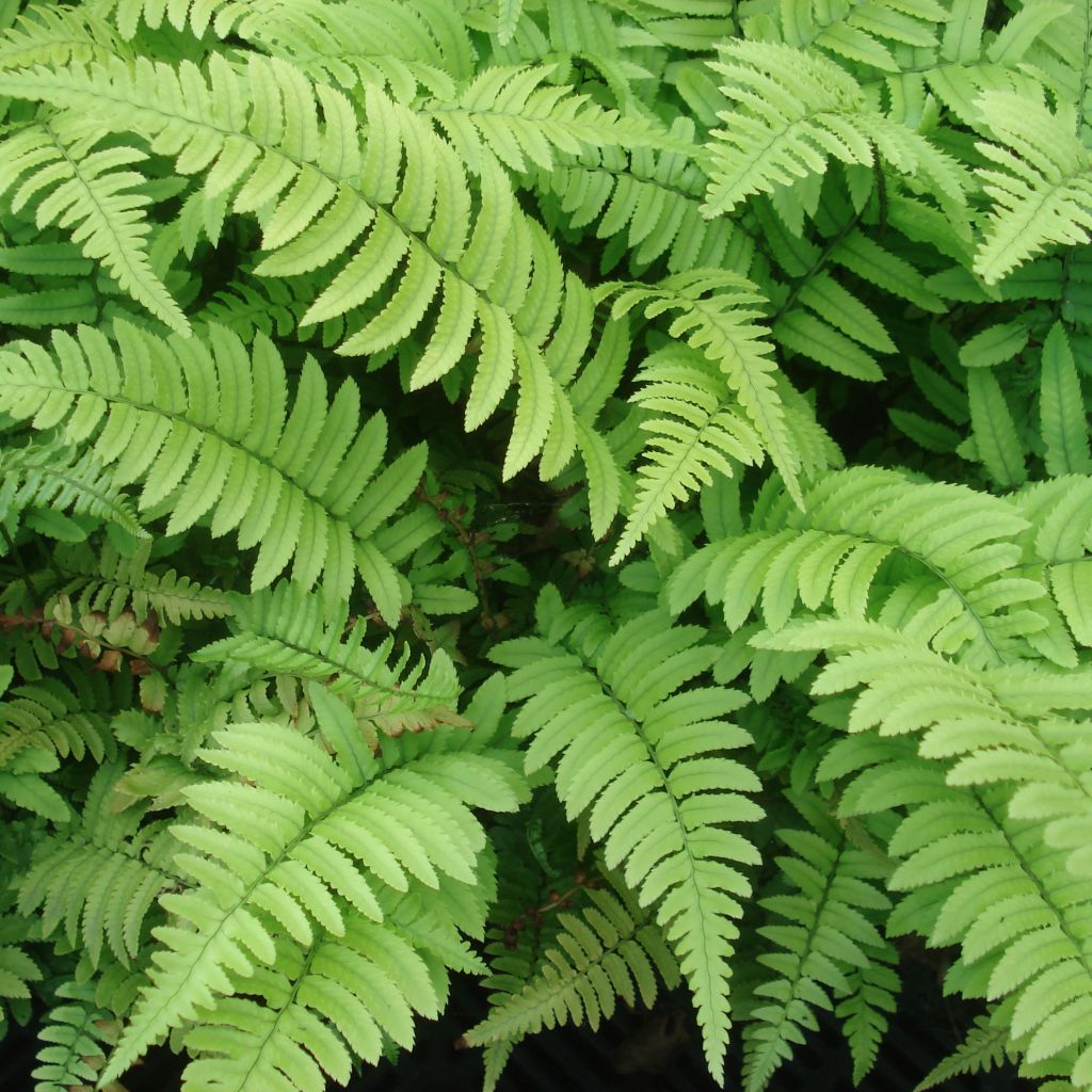 Fougère, Dryopteris cycadina