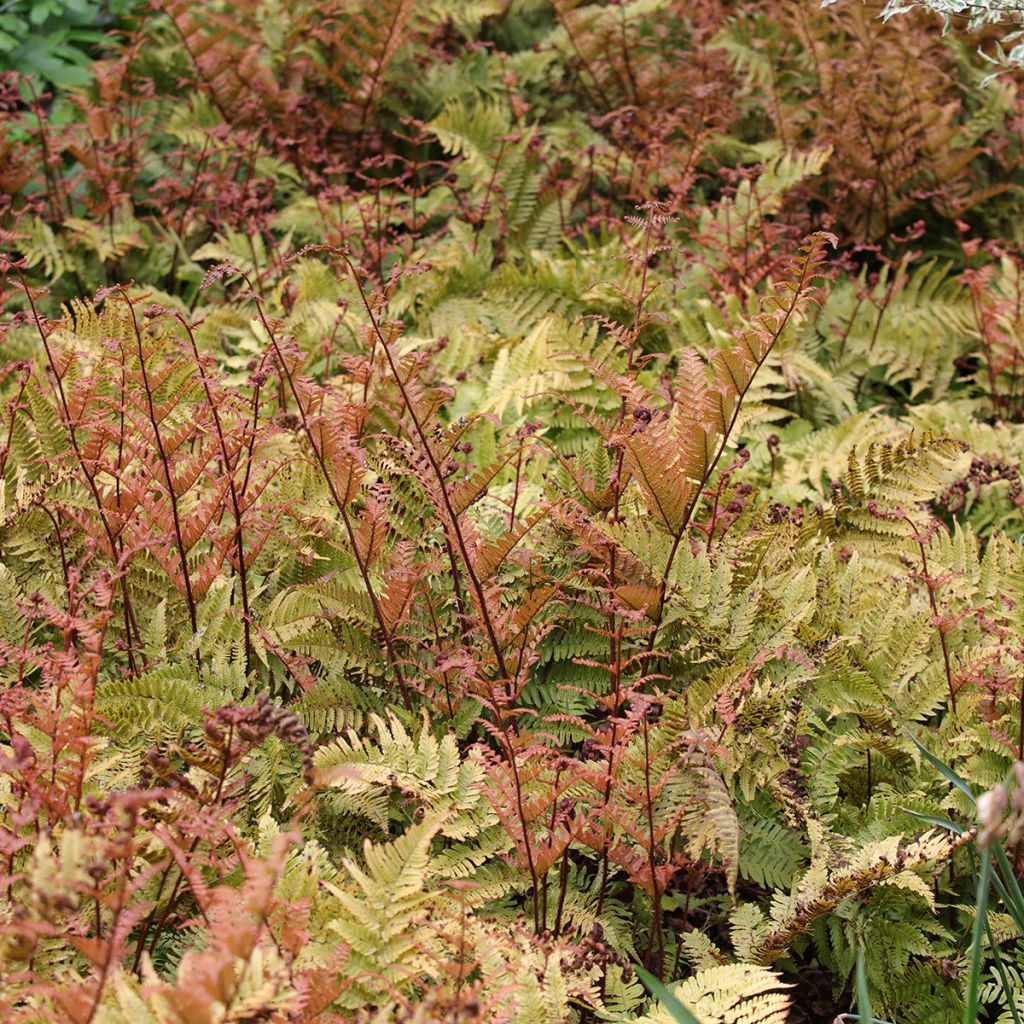 Dryopteris erythrosora - Wurmfarn