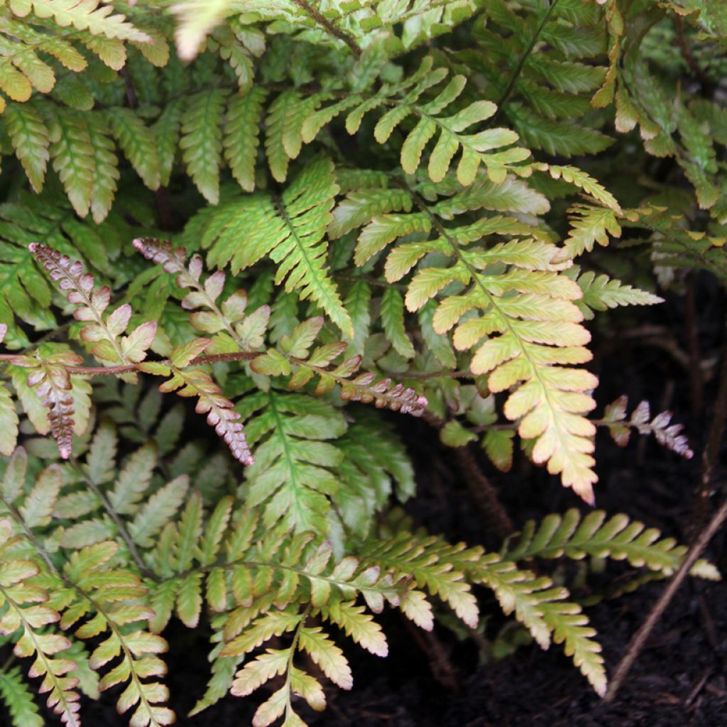 Dryopteris erythrosora Prolifica - Wurmfarn