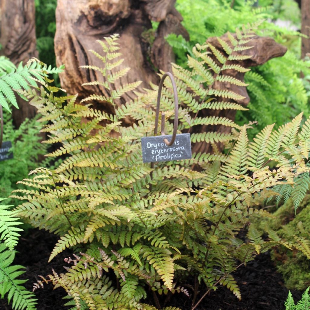 Dryopteris erythrosora Prolifica - Wurmfarn