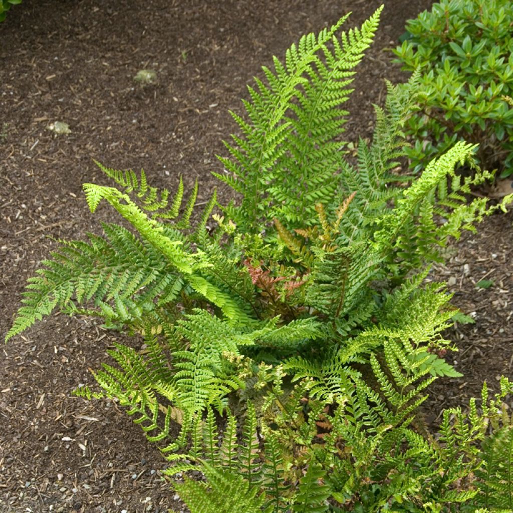 Dryopteris erythrosora Prolifica - Wurmfarn