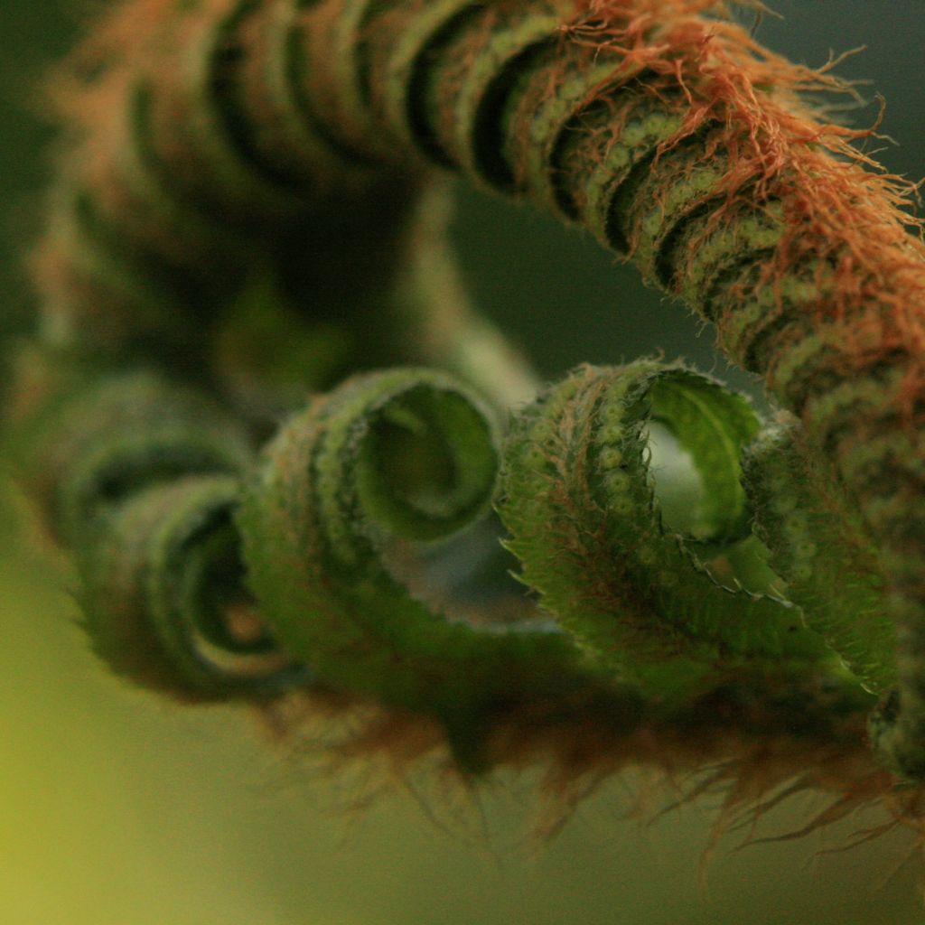 Dryopteris filix-mas - Wurmfarn