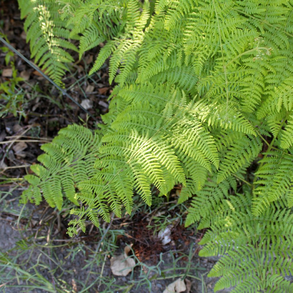 Dryopteris filix-mas - Wurmfarn