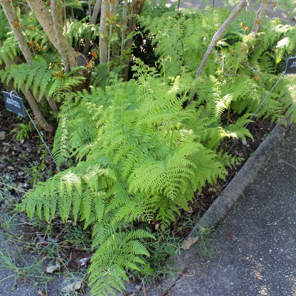 Dryopteris filix-mas - Wurmfarn