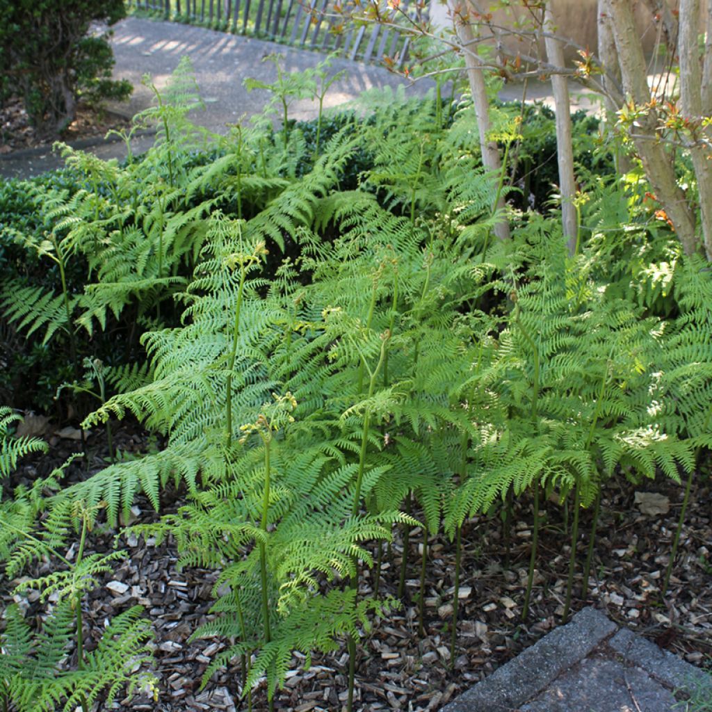 Dryopteris filix-mas - Wurmfarn