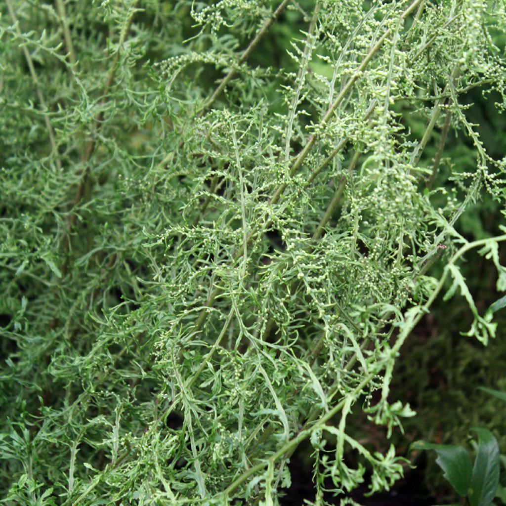 Dryopteris filix-mas Linearis Polydactyla - Wurmfarn