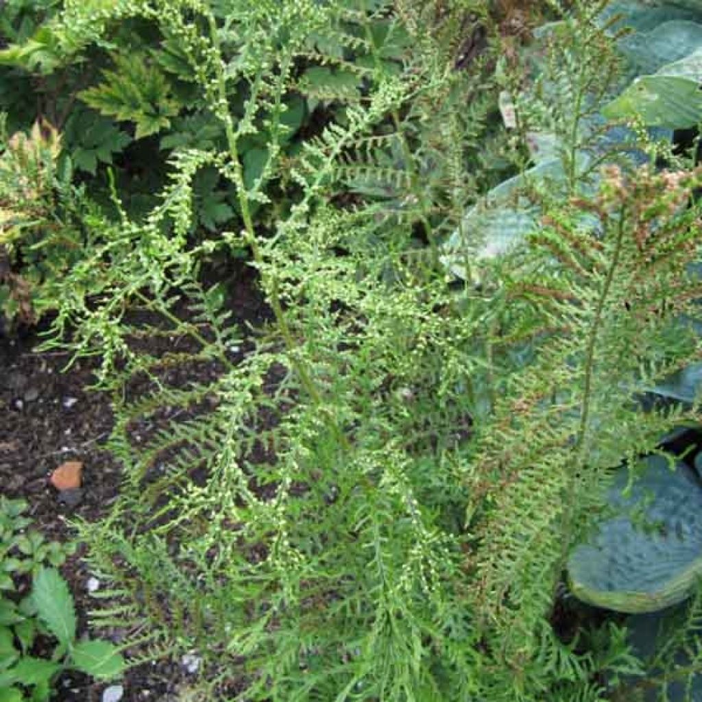 Dryopteris filix-mas Linearis Polydactyla - Wurmfarn