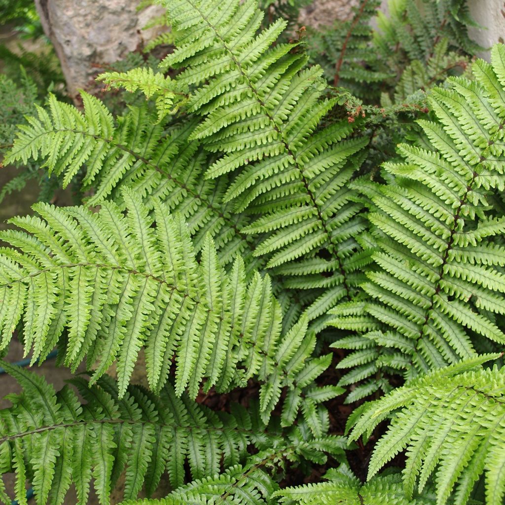 Dryopteris kuratae - Wurmfarn