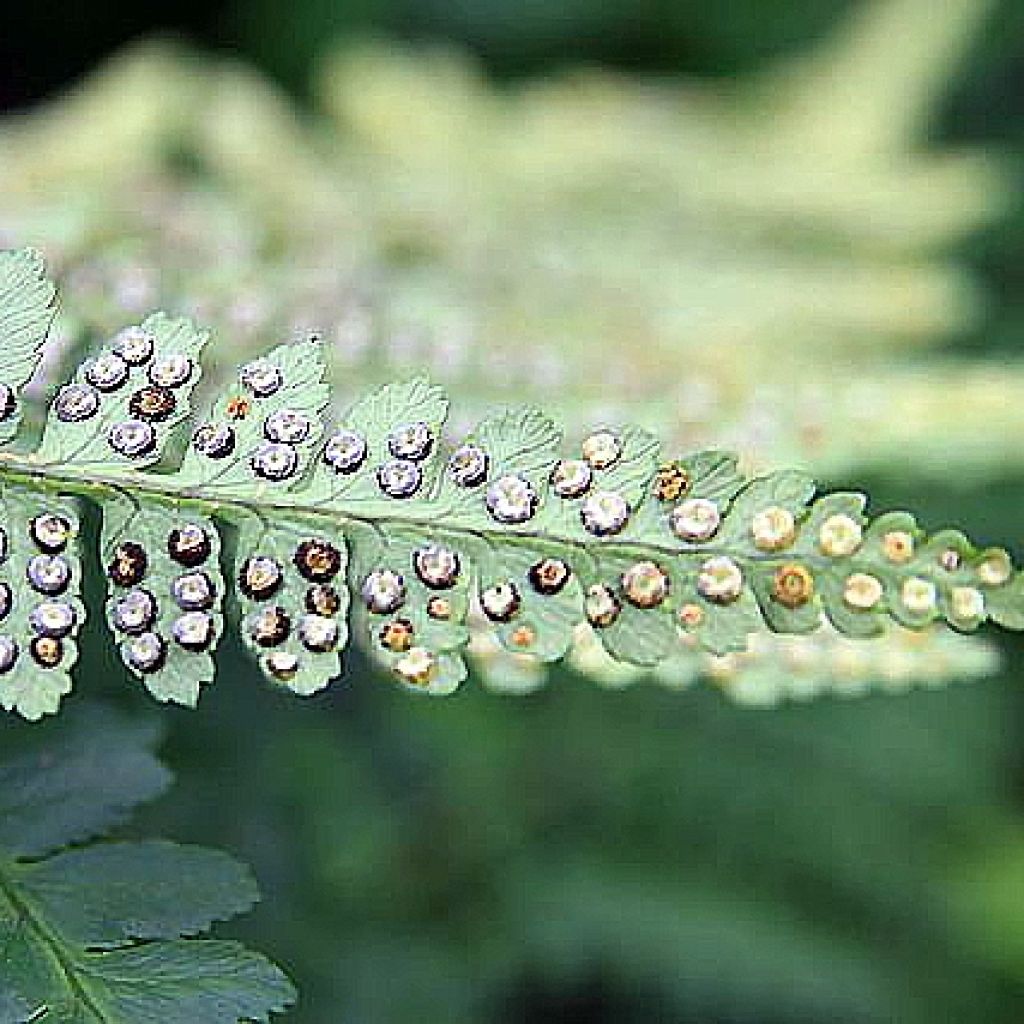 Dryopteris ludoviciana - Wurmfarn