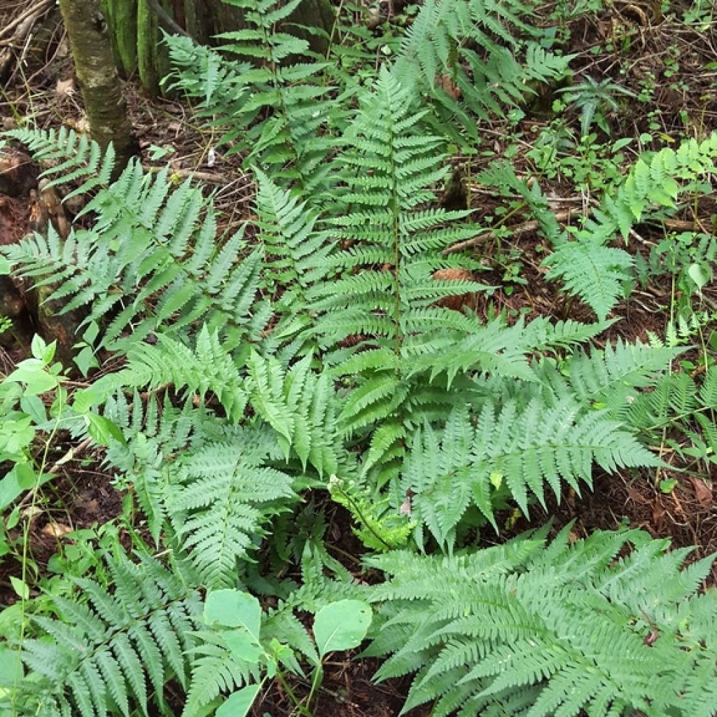 Dryopteris ludoviciana - Fougère