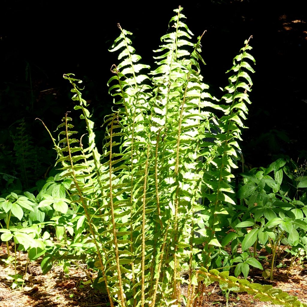 Dryopteris tokyoensis - Wurmfarn