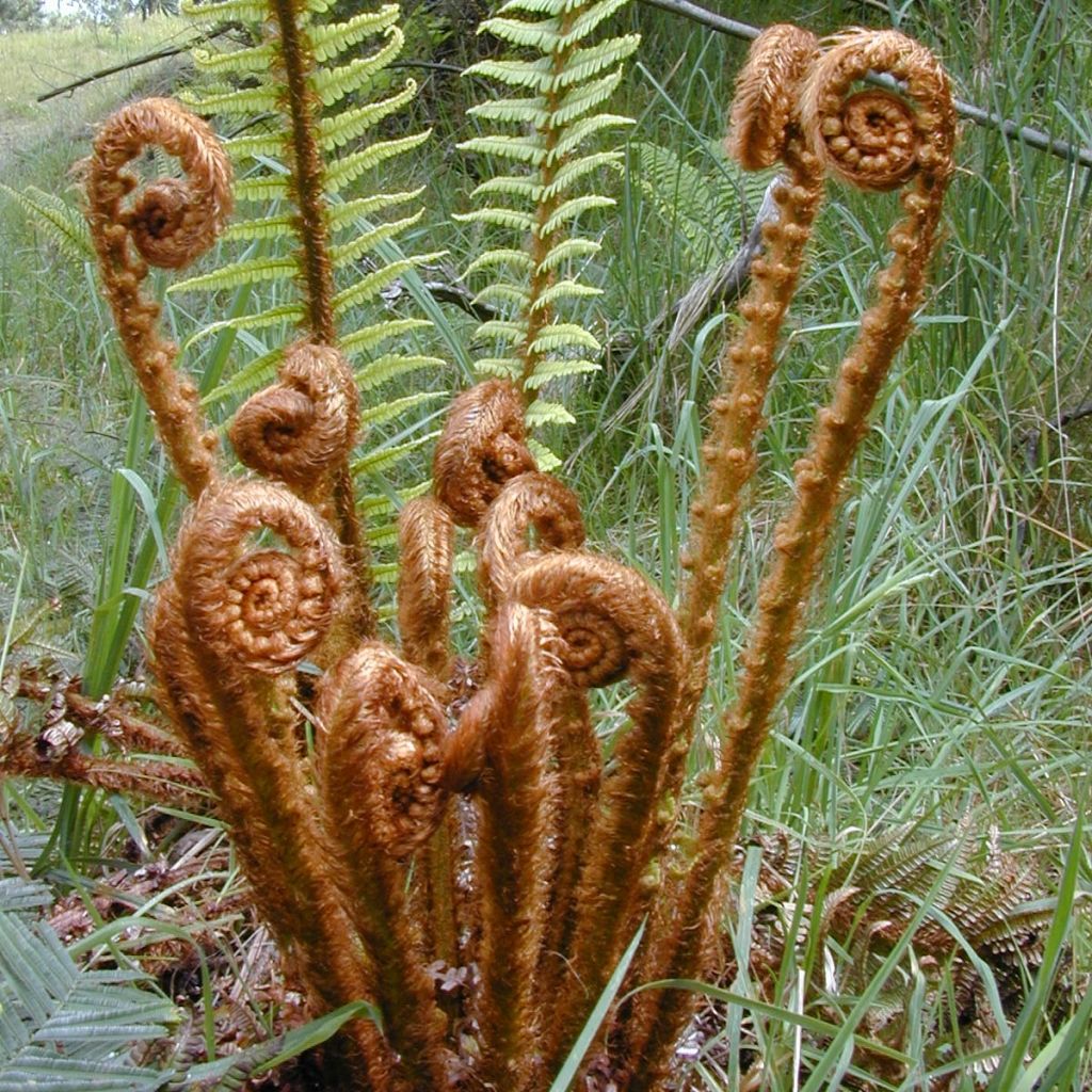 Dryopteris wallichiana - Wurmfarn