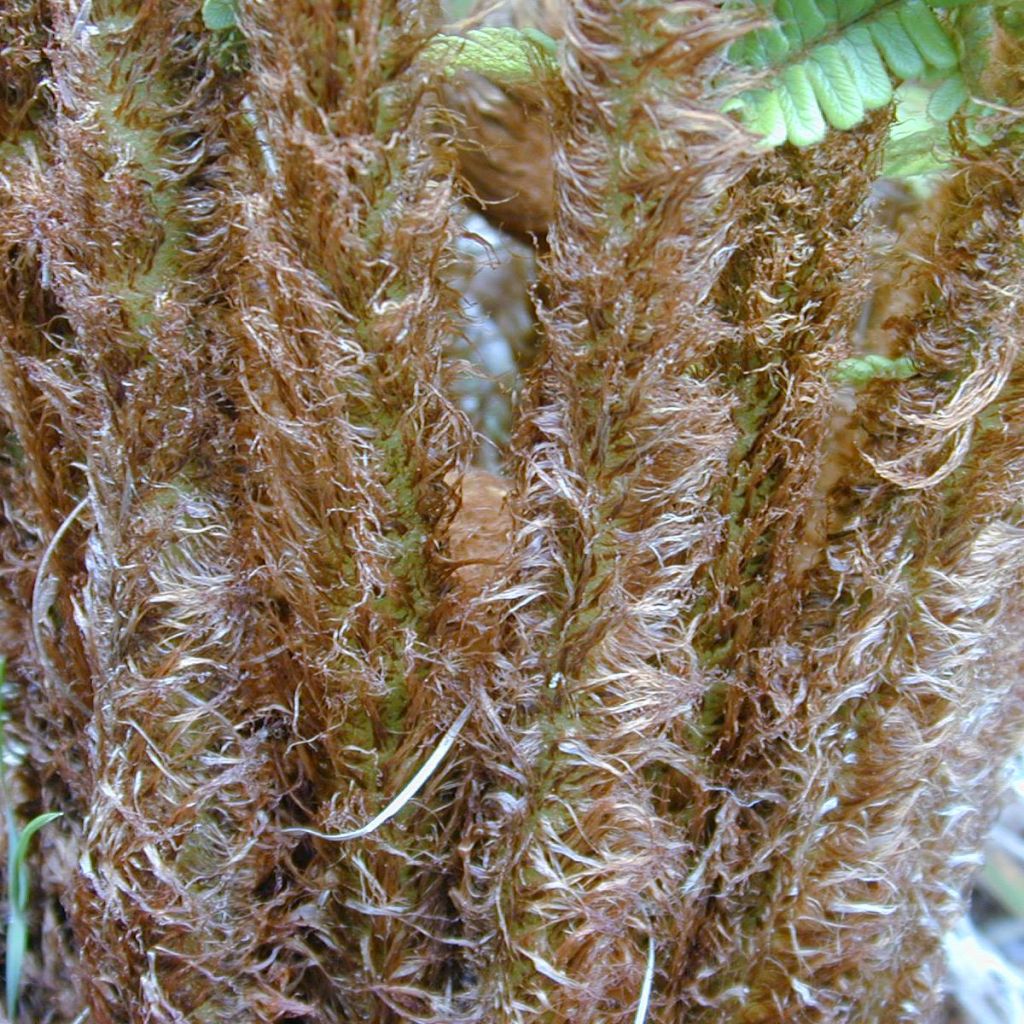 Dryopteris wallichiana - Wurmfarn