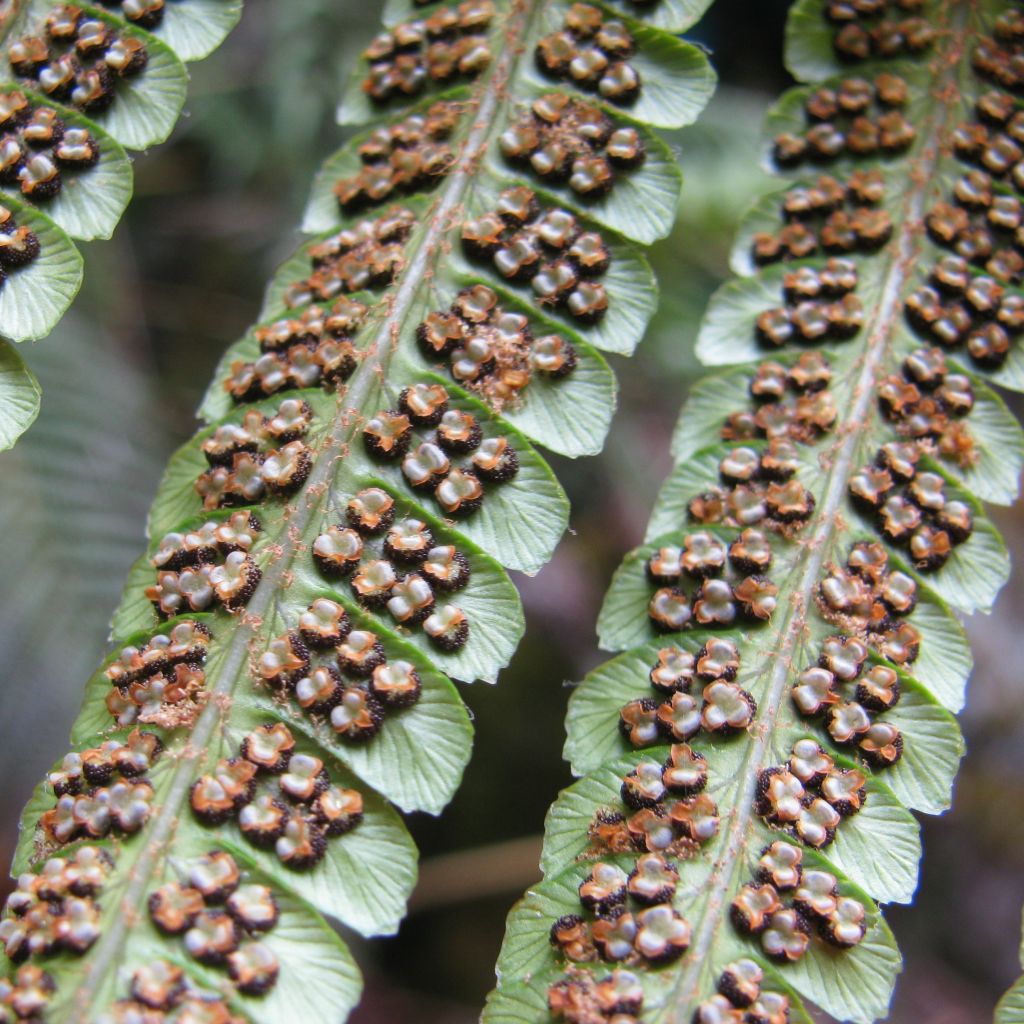 Dryopteris wallichiana - Wurmfarn