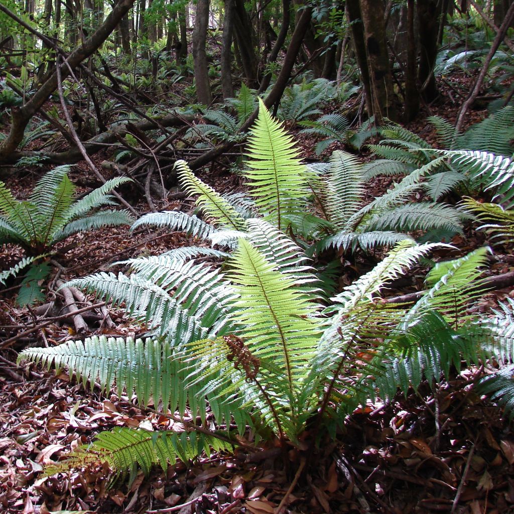 Dryopteris wallichiana - Wurmfarn