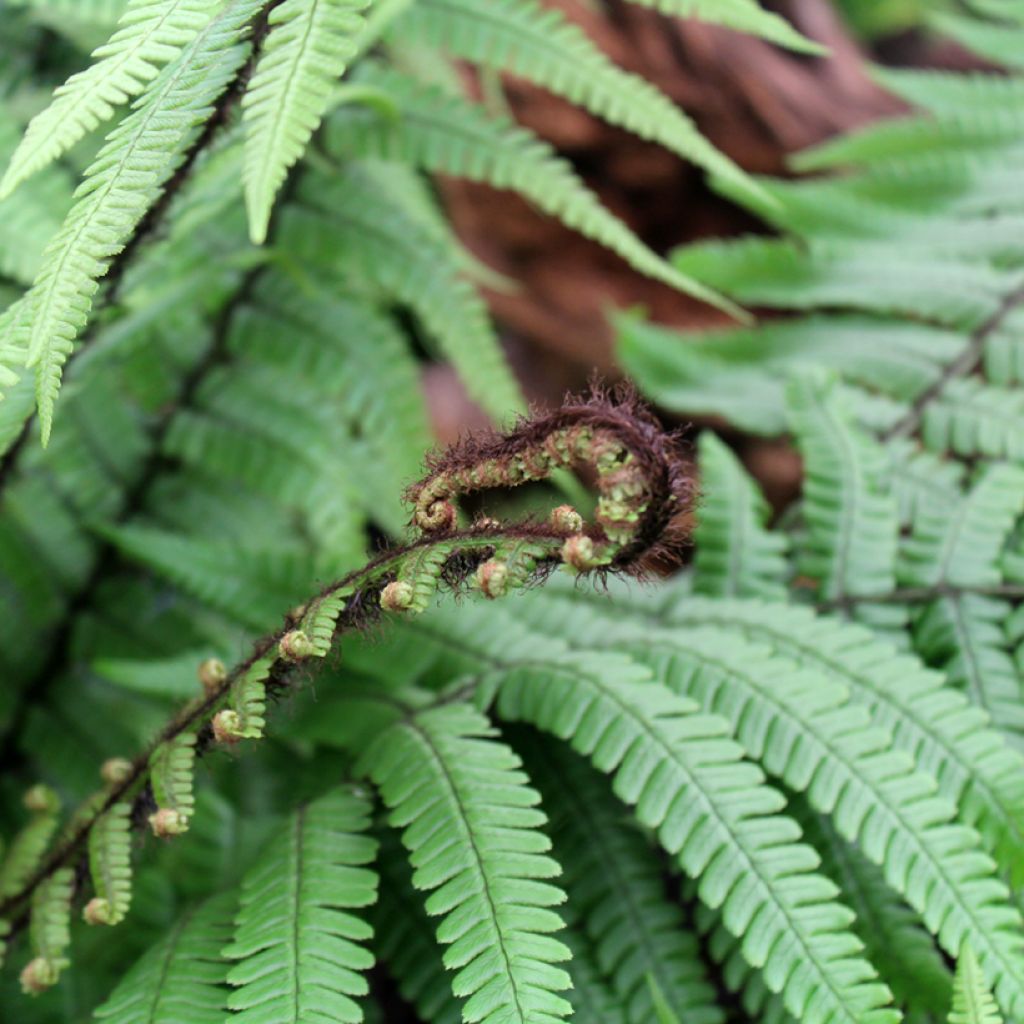 Dryopteris wallichiana - Wurmfarn