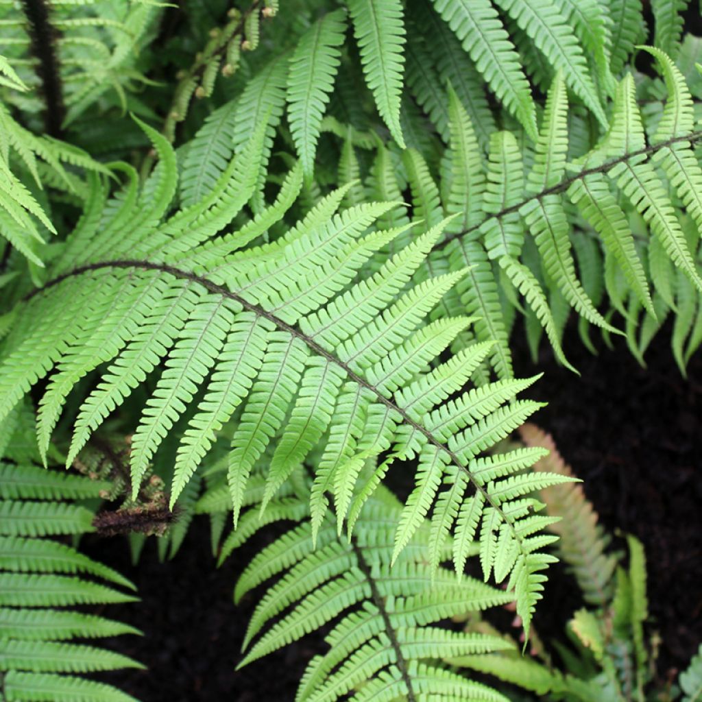 Dryopteris wallichiana - Wurmfarn