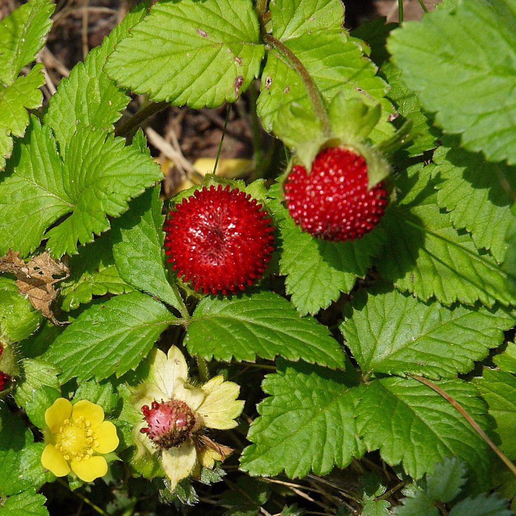 Duchesnea indica - Indische Erdbeere