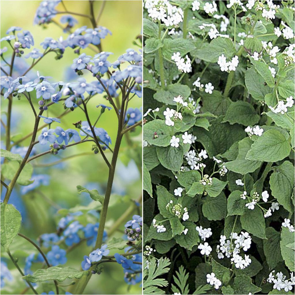 Duo Brunnera weiß blau