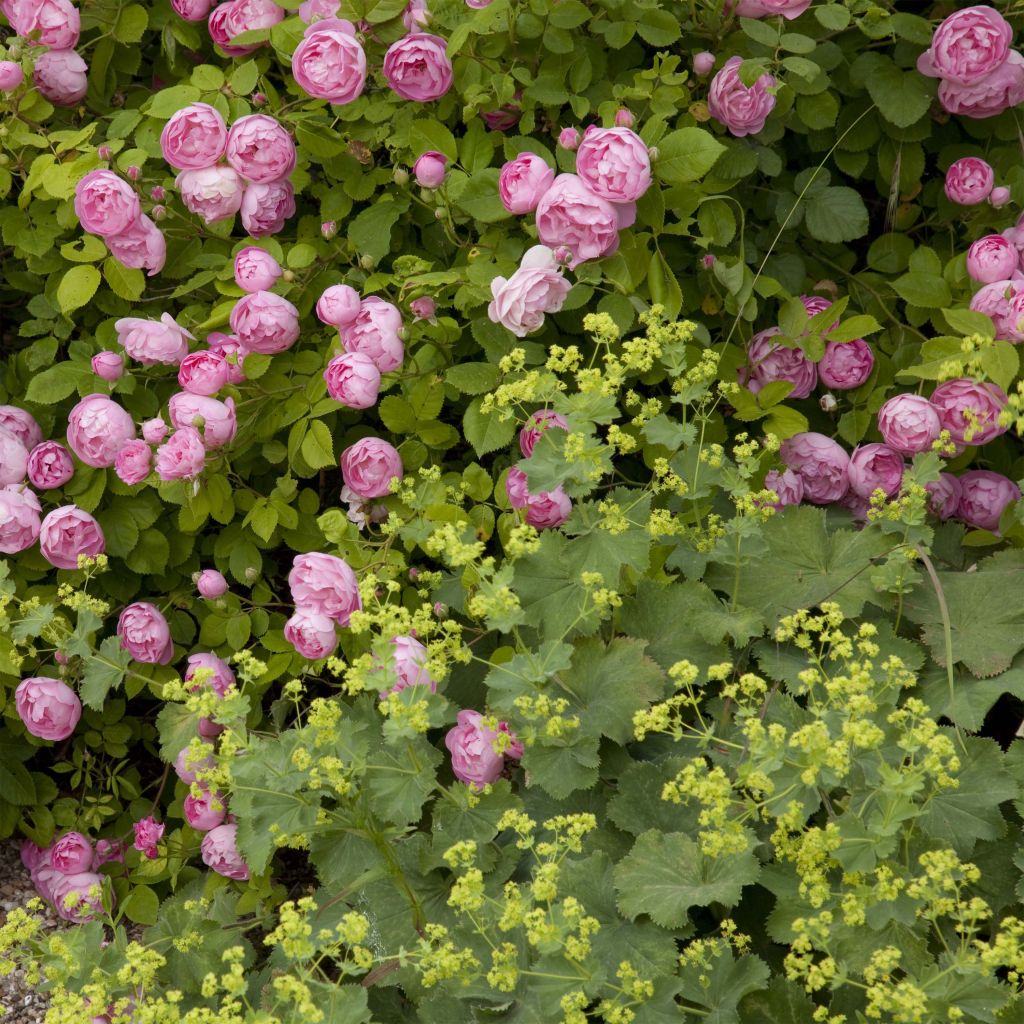 Duo Charme - Hainbuchen-Duo mit Rosen und Frauenmantel