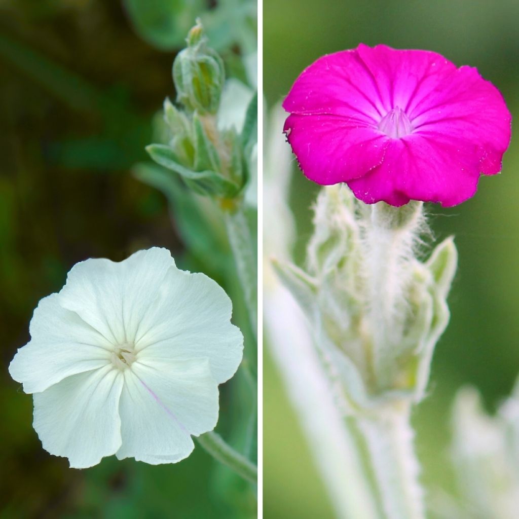 Lichtnelken-Duo für den Garten zu günstigen Preisen