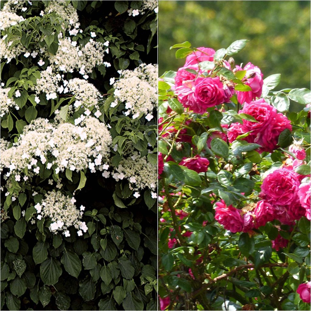 Duo Dentelle - Rosier Laguna + Hydrangea petiolaris