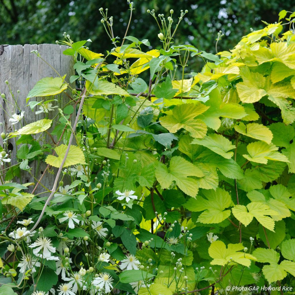 Duo Natur - Waldrebe (Clématite fargesii) und Hopfen (Houblon doré)