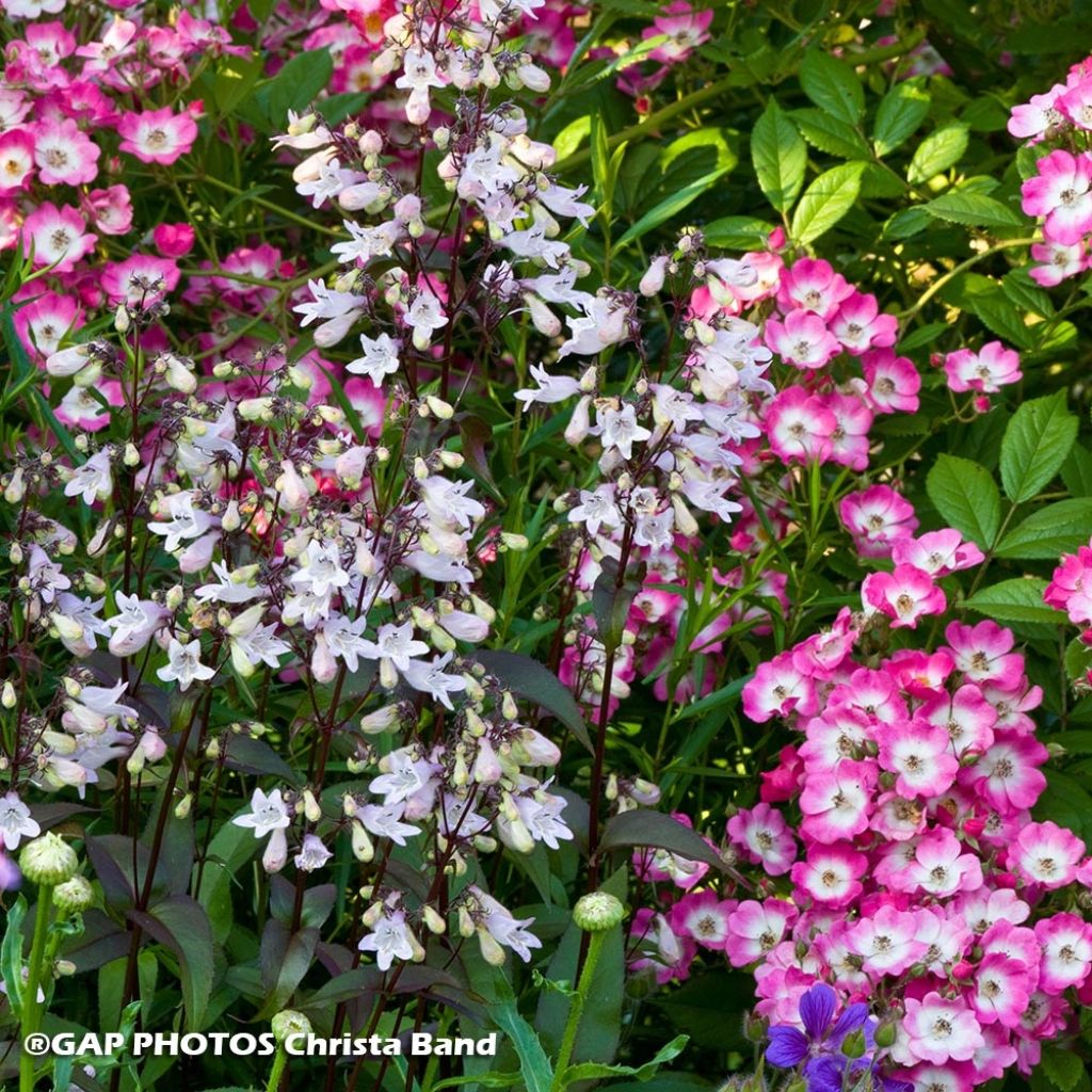 Duo Natur - Rosen- und Bartfaden-Duo