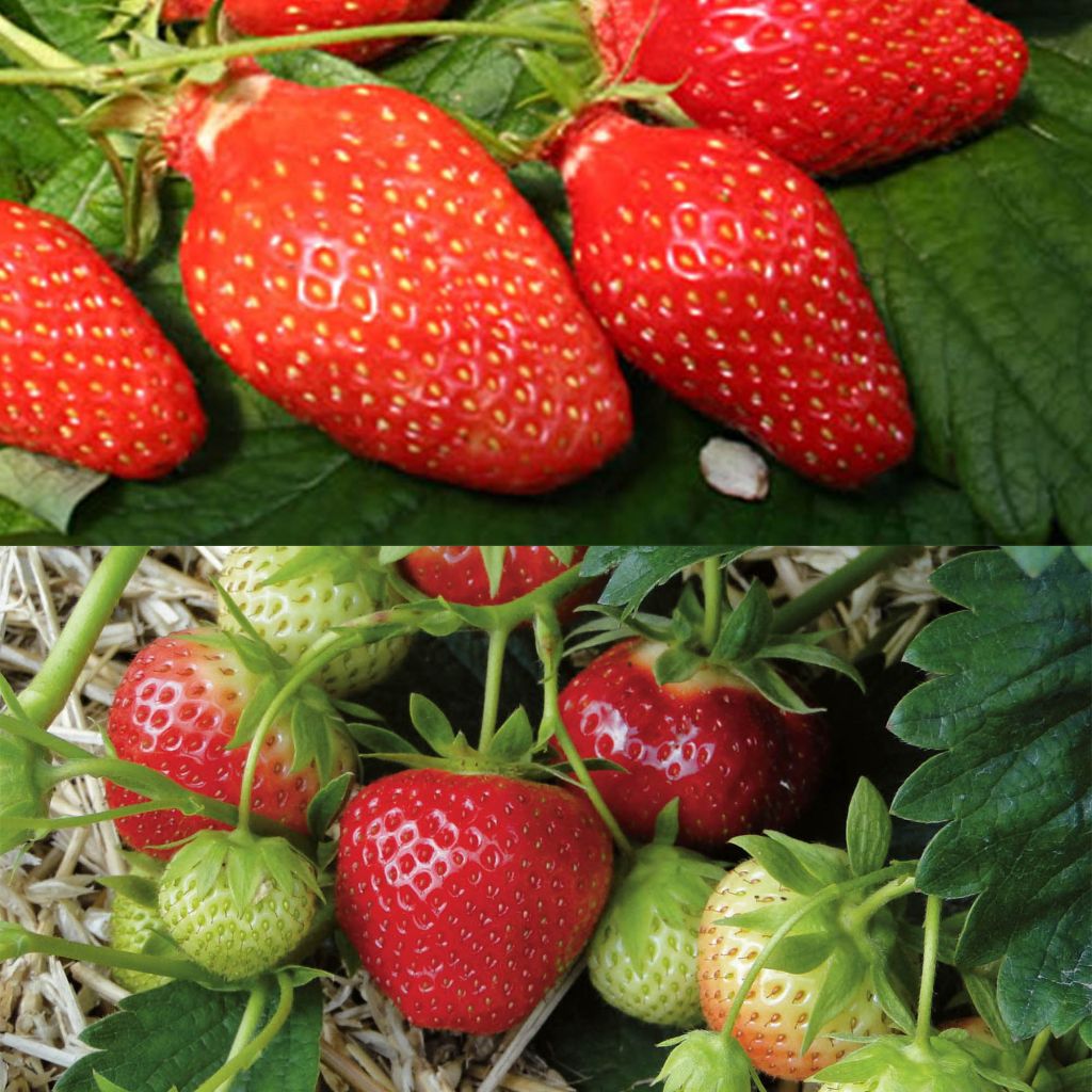 Duo von Erdbeeren Gariguette und Mara des Bois