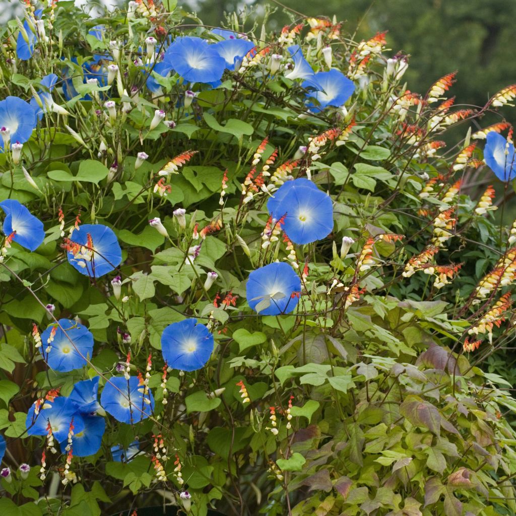 Jährliche Kletterpflanzen-Duo - Mina lobata und Prunkwinde Heavenly Blue