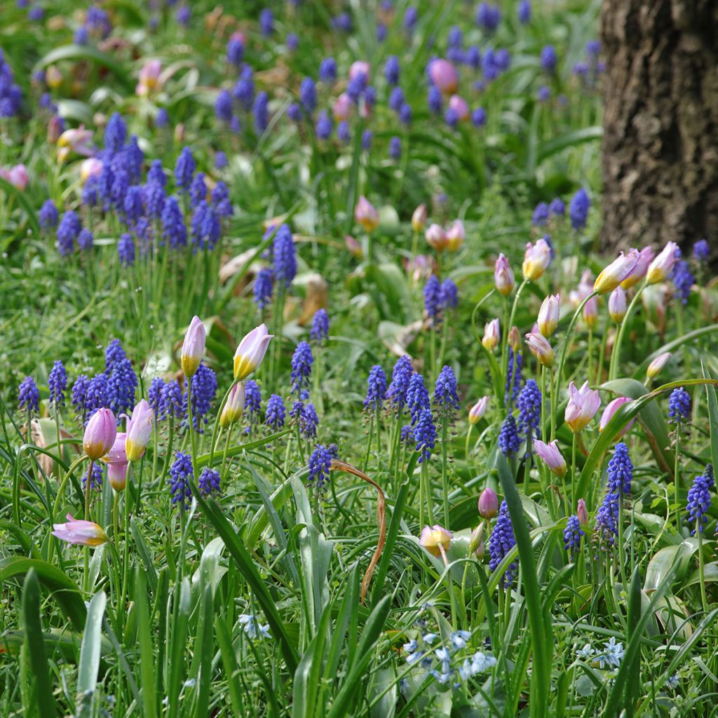 Duo von Blumenzwiebeln zum Einbürgern für die rosa und blaue Sonne