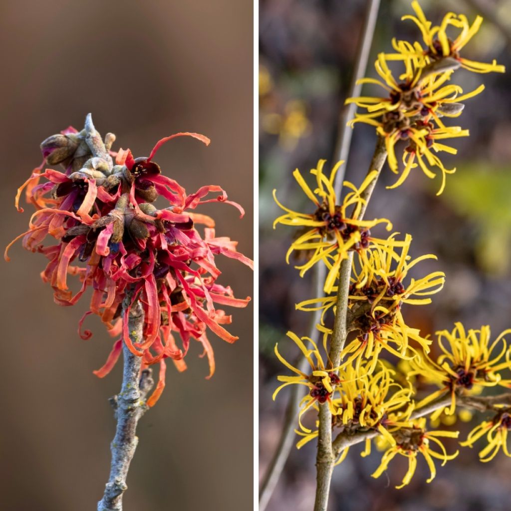 Duo Hamamelis - Zaubernuss - Gelbe und rote Hexennuss