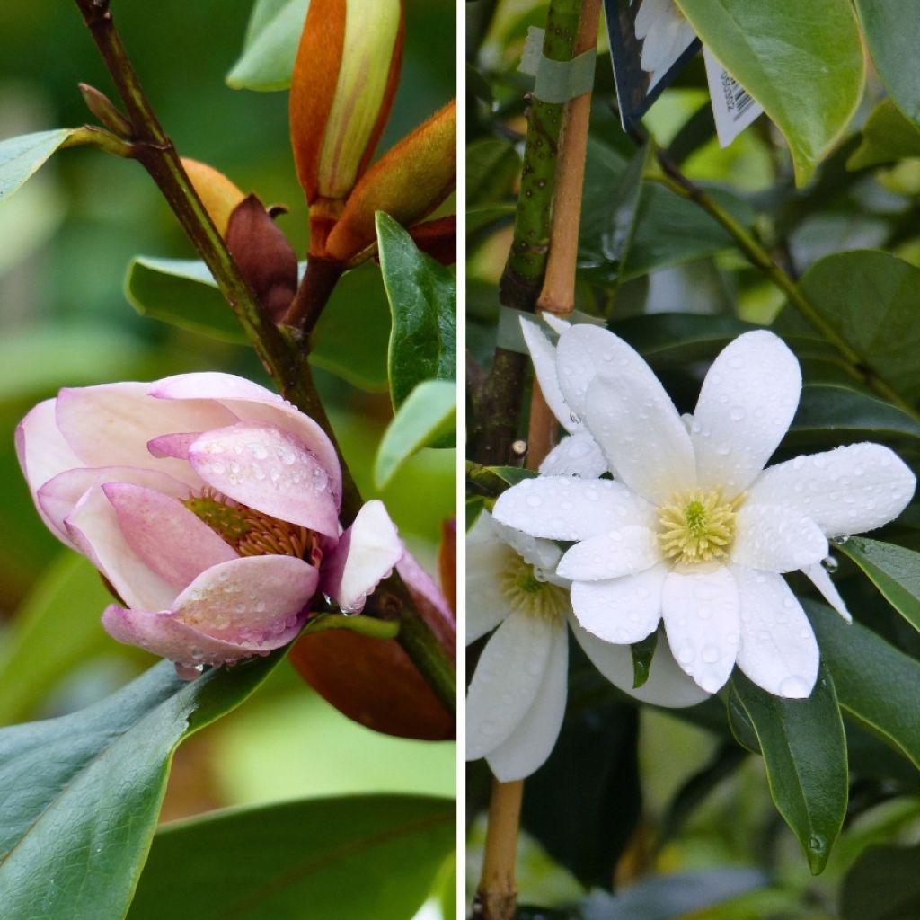 Duo Michelias - Duftende kleine Magnolien