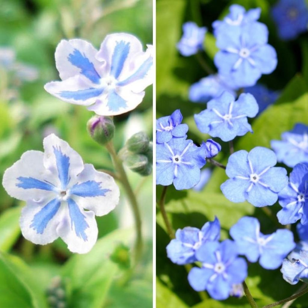 Duo Omphalodes"

"Duo Omphalodes" ist eine wunderschöne Kombination aus zwei Sorten der Gattung Omphalodes, auch bekannt als Frühlings-Gedenkemein. Diese Pflanzen sind perfekt für den Gartenliebhaber, der nach einer farbenfrohen und pflegeleichten Ergänzu