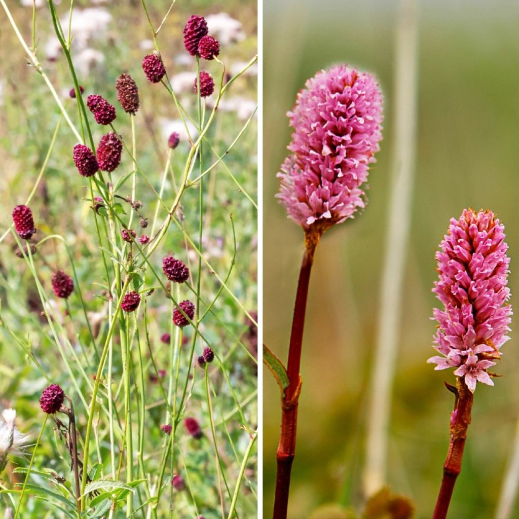 Duo von Kleiner Wiesenknopf - Sanguisorbas