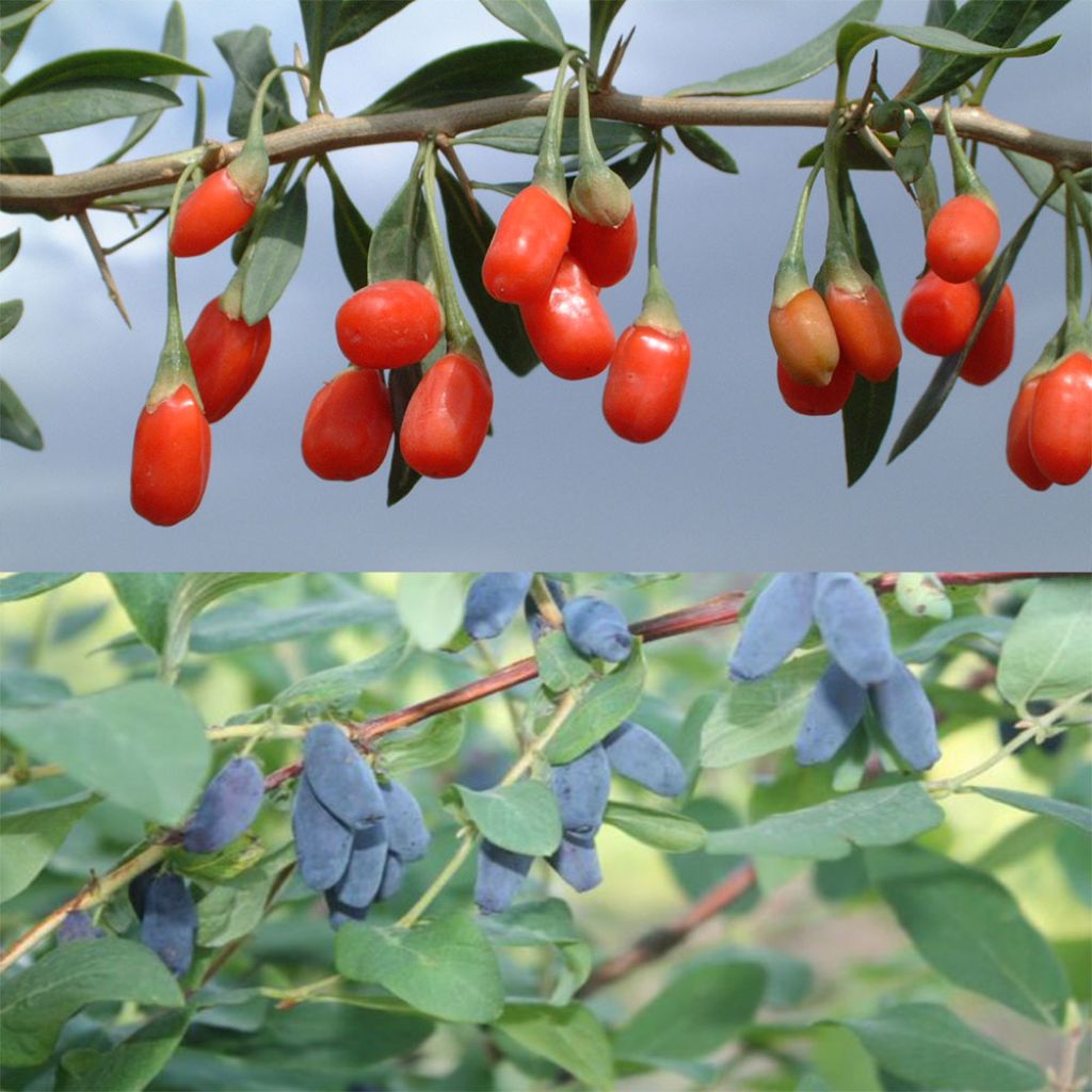 Vitamin-Duo: Gemeiner Bocksdorn + Heckenkirsche