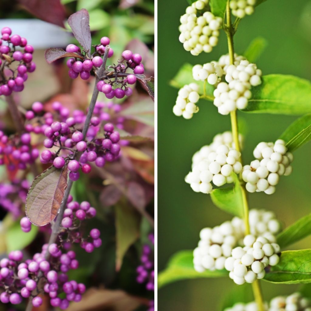 Duo Callicarpas - Sträucher mit dekorativen Beeren