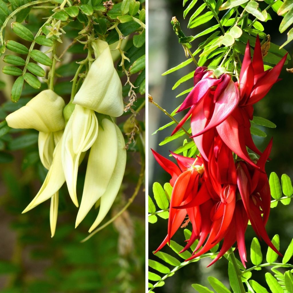 Duo Clianthus für exotisches Beet