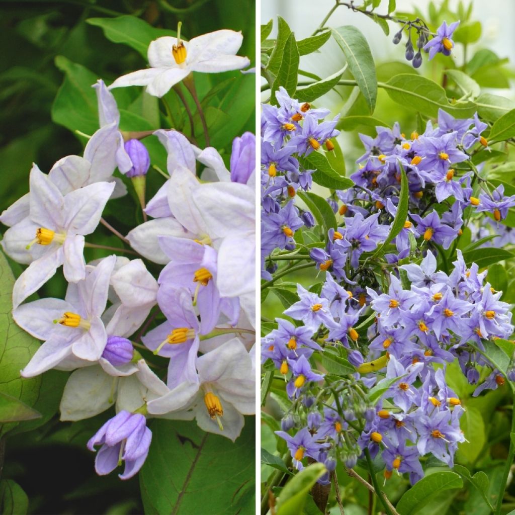 Duo Solanum jasminoides - falscher Jasmin