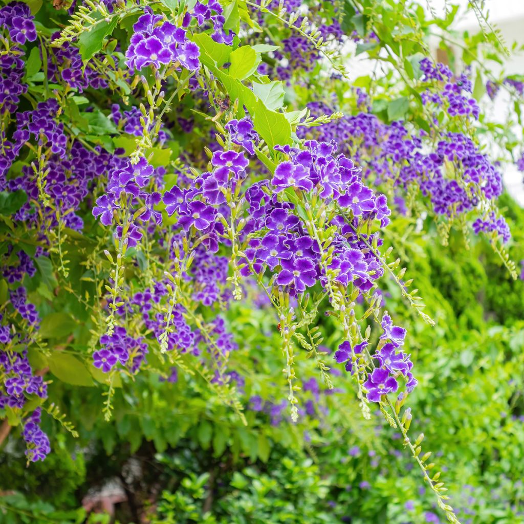 Duranta repens - Himmelsblüte