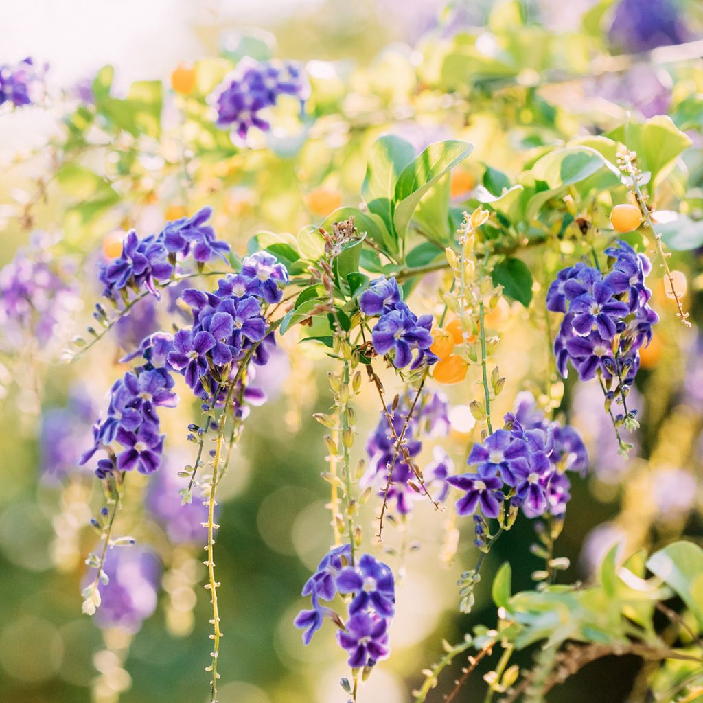 Duranta repens ou erecta - Vanillier de Cayenne