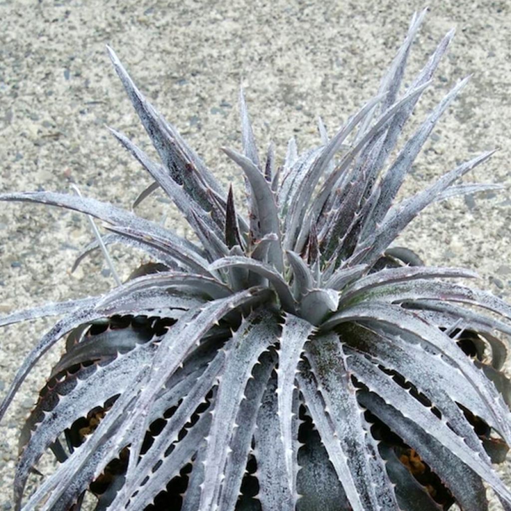 Dyckia Pale Rider - Broméliacée