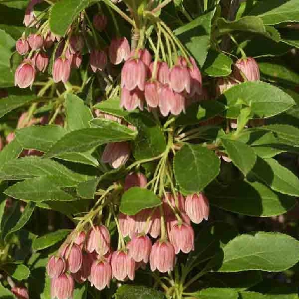 Enkianthus campanulatus var. palibinii - Prachtglocke