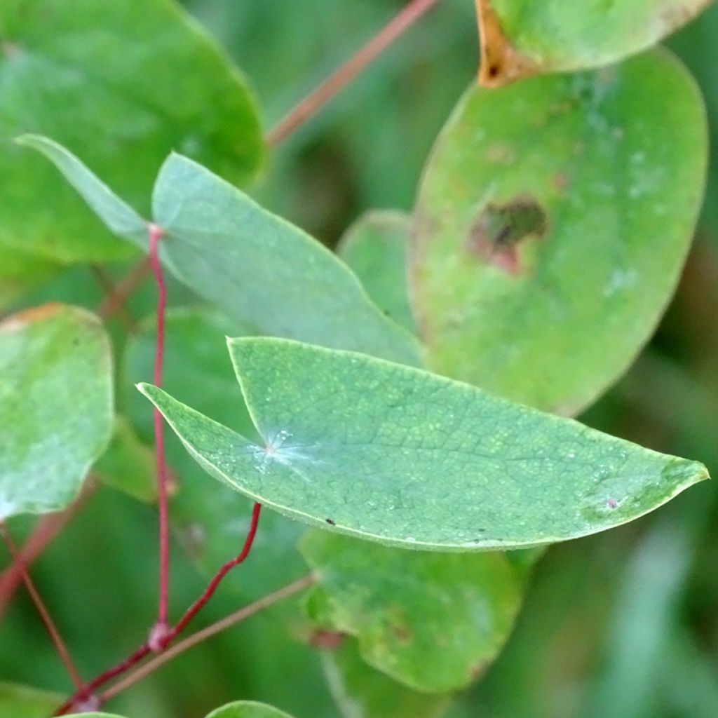 Epimedium acuminatum, Fleur des elfes